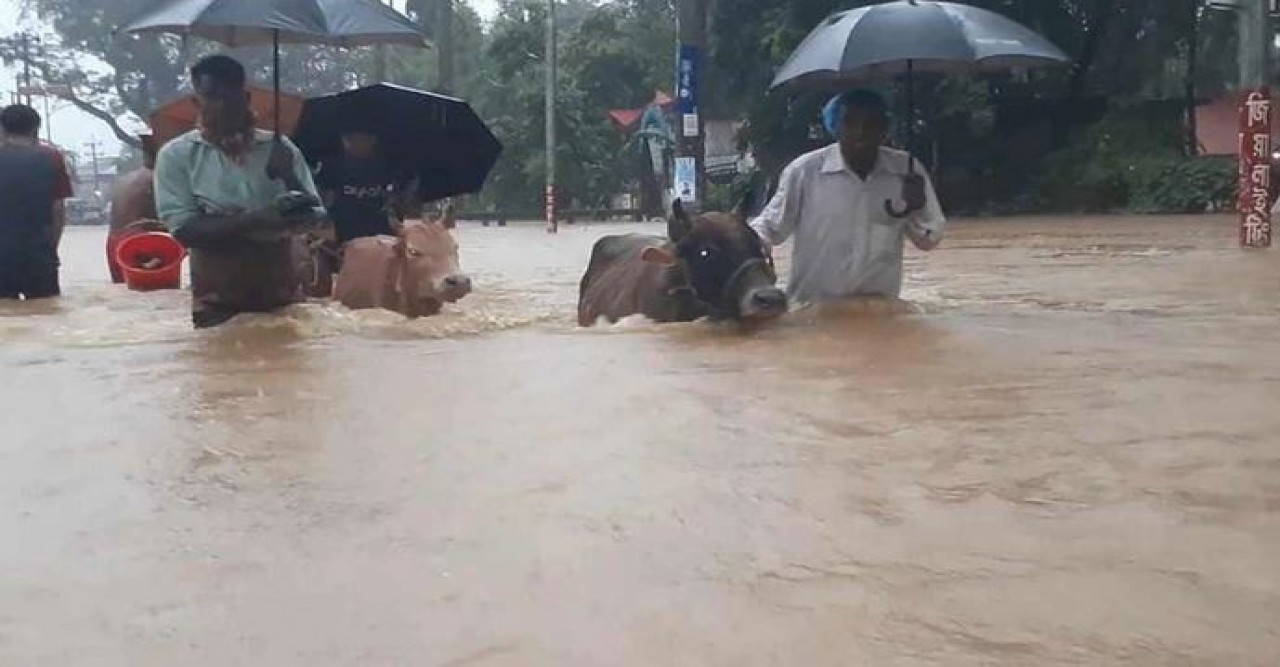 সিলেটে বর্ষণ পশু কিনেও কোরবানি দিতে পারেননি অনেকে