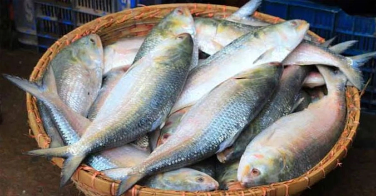 ১২ অক্টোবর থেকে ২ নভেম্বর পর্যন্ত ইলিশ ধরায় নিষেধাজ্ঞা