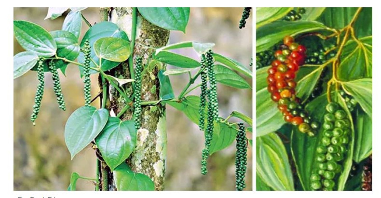 সিলেটে উৎপাদন হচ্ছে বিশ্বের সবচেয়ে দামি ‘মরিচ’