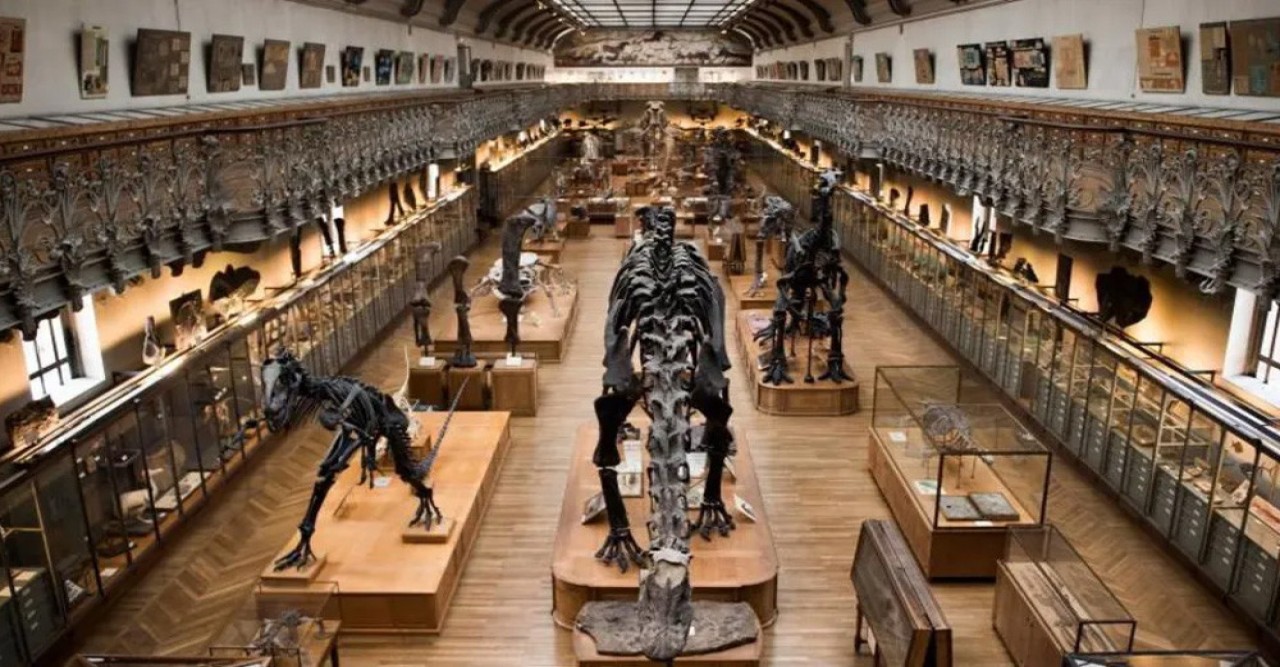 প্যারিসের জাদুঘর থেকে বিপুল সোনা চুরি, চীনা বংশোদ্ভূত নারী গ্রেপ্তার