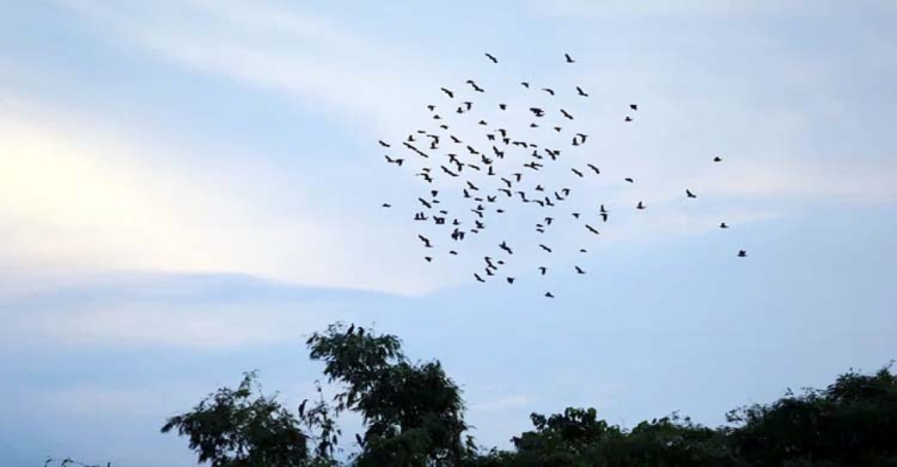 সিলেটে দুই প্রবাসীর বাঁশঝাড় যেন পাখির বাড়ি