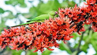 বসন্তের সূচনা আর ভালোবাসার দিন