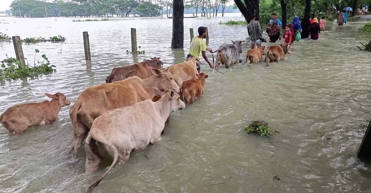বন্যায় সিলেটে কৃষি ও মৎস্য খাতে ৭০০ কোটি টাকা ক্ষতি