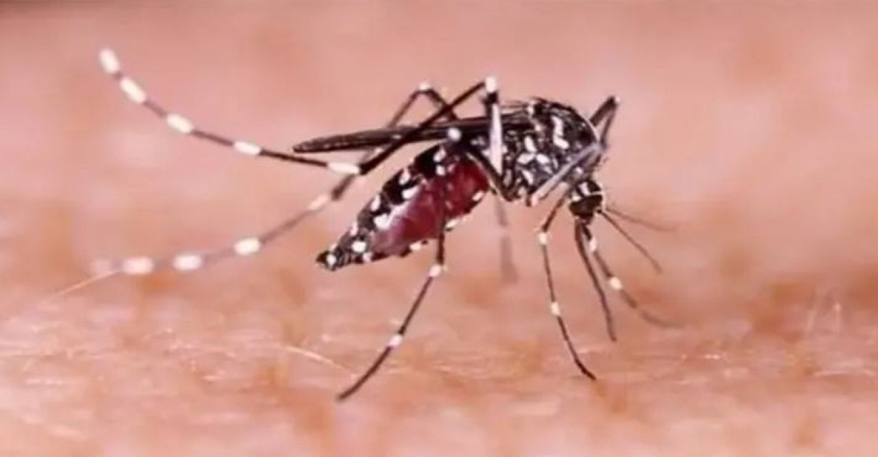ডেঙ্গুতে আরো তিন মৃত্যু, হাসপাতালে ভর্তি ৪০৩