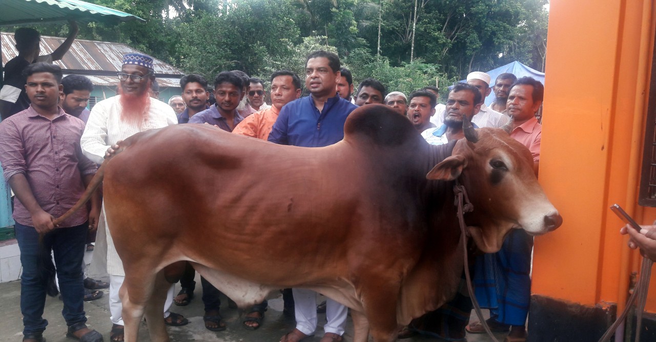 ১৪ বছর ধরে বঙ্গবন্ধু ও প্রধানমন্ত্রীর নামে কোরবানি দিচ্ছেন যুবলীগ নেতা সরোয়ার