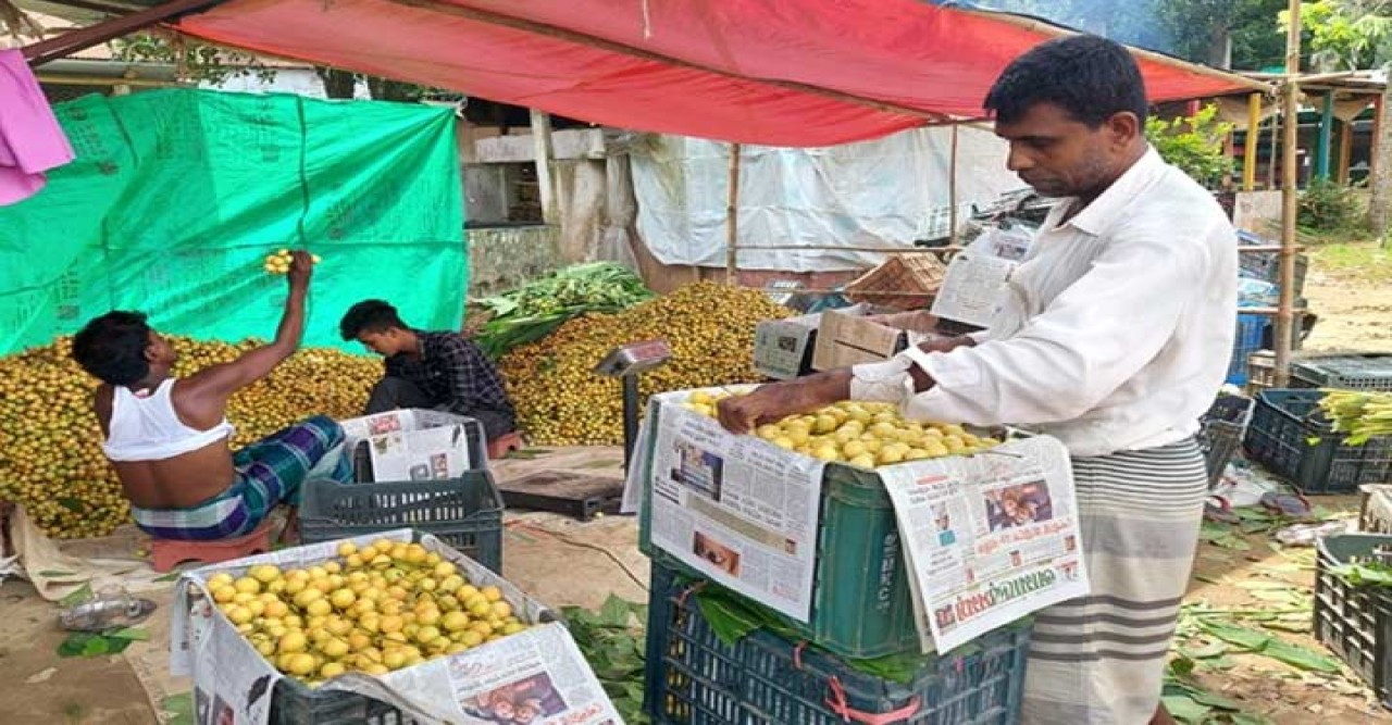 নরসিংদীর লটকন দেশে ব্যাপক সম্ভাবনার দ্বার উন্মোচন করছে