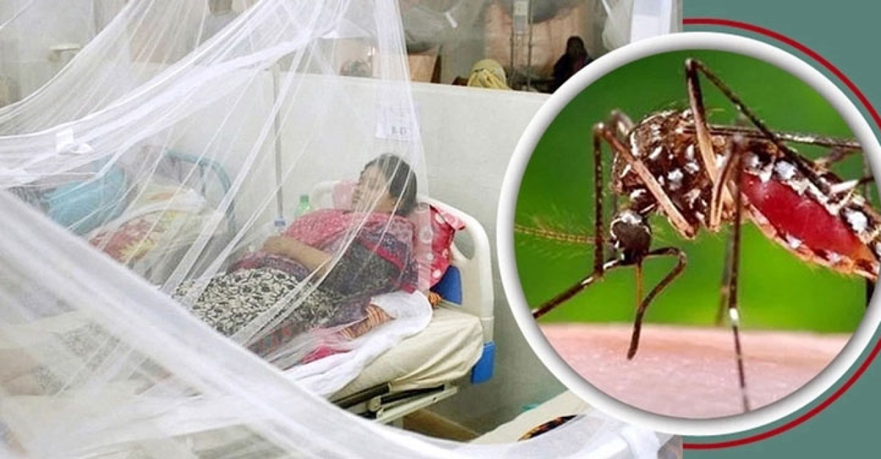 নতুন করে হাসপাতালে ৩৬৯ ডেঙ্গু রোগী