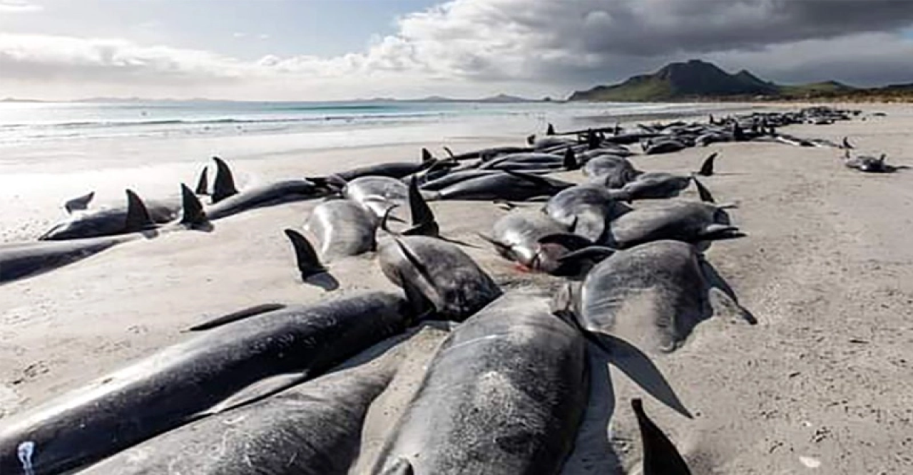 নিউজিল্যান্ডের সৈকতে ফের পাইলট তিমির মৃত্যু মিছিল