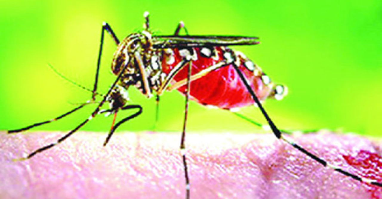 ডেঙ্গুতে একজনের মৃত্যু, আক্রান্ত ৫১৯