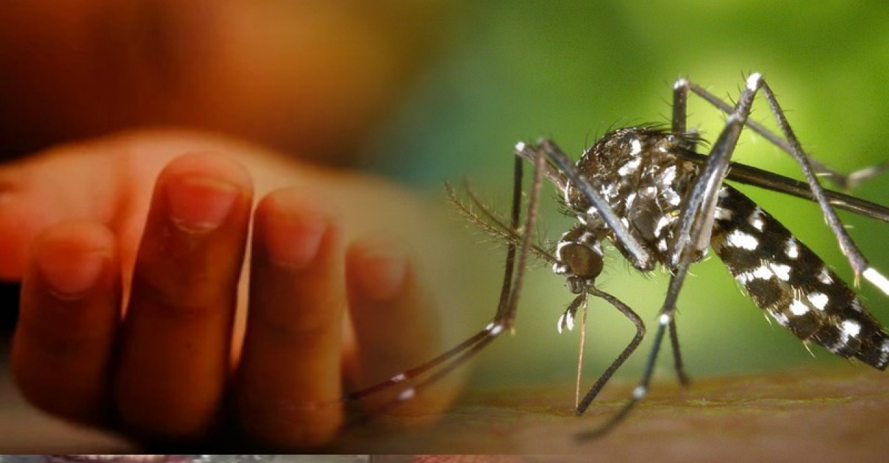 ডেঙ্গুতে মৃত্যু ২৫০ ছুঁই ছুঁই