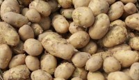 আলু এলো ভারত থেকে, বিক্রি সম্ভব ৩০ টাকা কেজিতে
