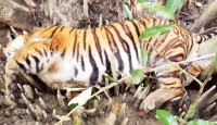 ২০ বছরে ৪১ বাঘের মৃত্যু