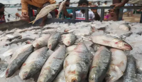 ভারতে যাচ্ছে প্রায় ৪ হাজার টন ইলিশ