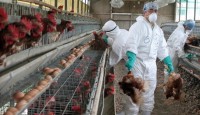 জাপানে ভয়াবহ বার্ড ফ্লু, রেকর্ড ১ কোটি ৭০ লাখ মুরগির মৃত্যু