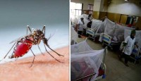 ডেঙ্গুতে মৃত্যু কমে বাড়ল আক্রান্ত