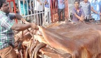 কোরবানির গরুর চামড়ার পিস ঢাকায় ১২০০, বাইরে ১০০০