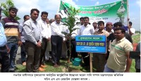 নওগাঁয় বৃক্ষ রোপন কর্মসূচির উদ্বোধন