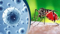 ২৪ ঘণ্টায় ডেঙ্গুতে মৃত্যু ও হাসপাতালে ভর্তি কমেছে